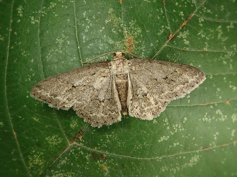 Geometridae da identificare